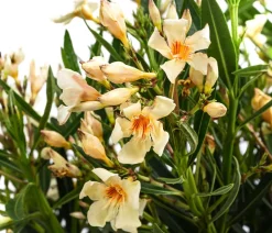 Oleander, Busch