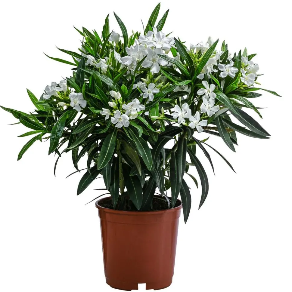 Oleander, Busch