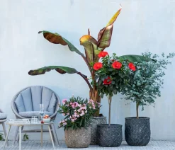 Oleander, Busch