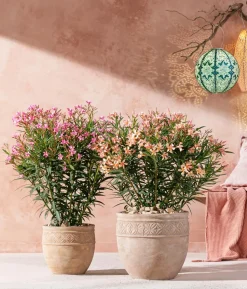 Oleander, Busch