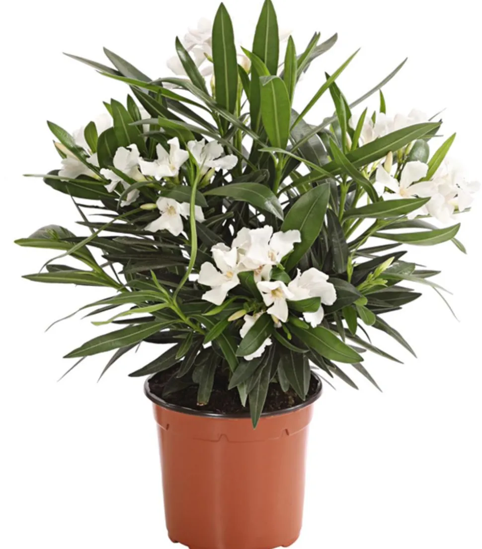 Oleander, Busch, verschiedene Farben