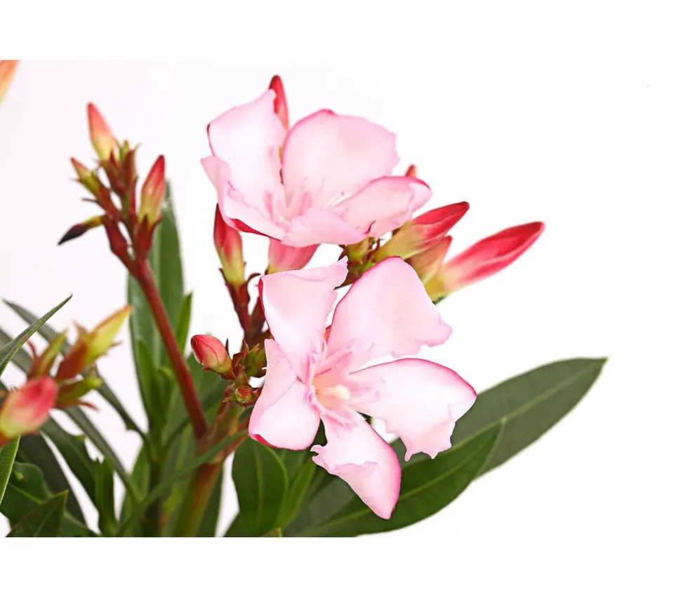 Oleander, Busch, verschiedene Farben