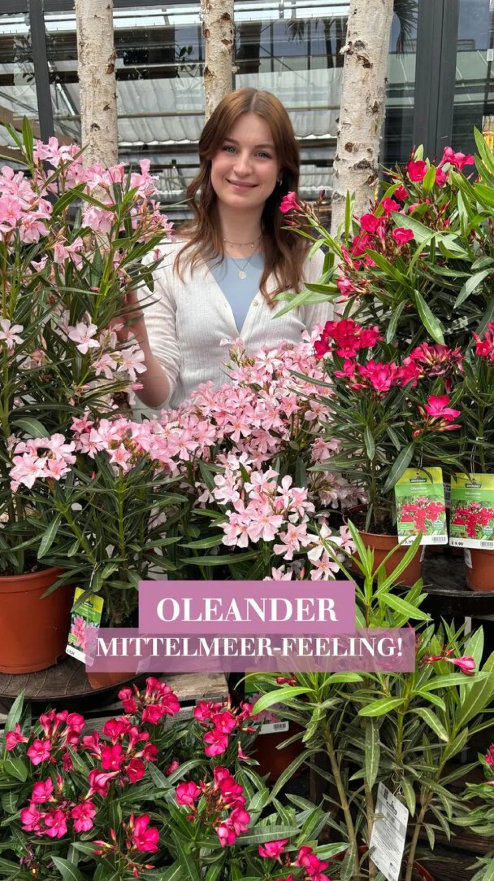 Oleander, gefüllt
