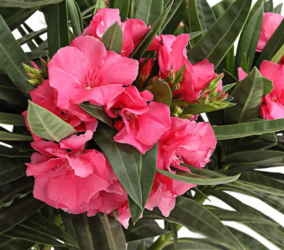Oleander, gefüllt