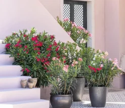 Oleander, Solitärbusch