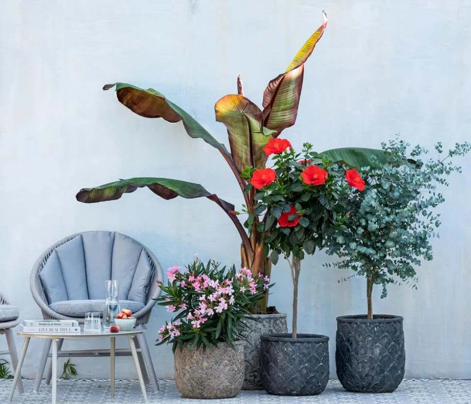 Oleander, Stämmchen, verschiedene Farben