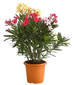 Oleander-Trio