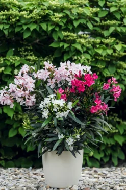 Oleander-Trio