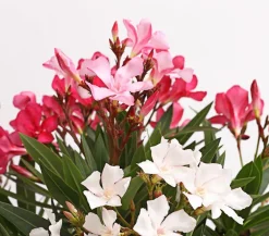 Oleander-Trio