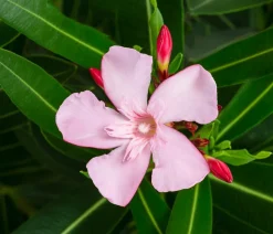 Oleander 'Villa Romaine'