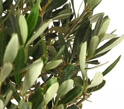 Olive, Busch
