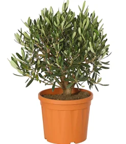 Olive, Busch