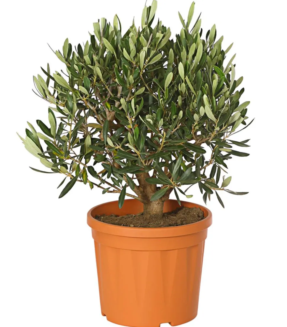 Olive, Busch