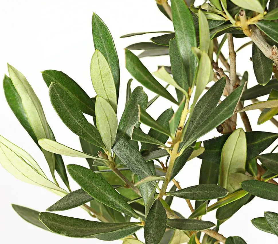 Olive, Busch