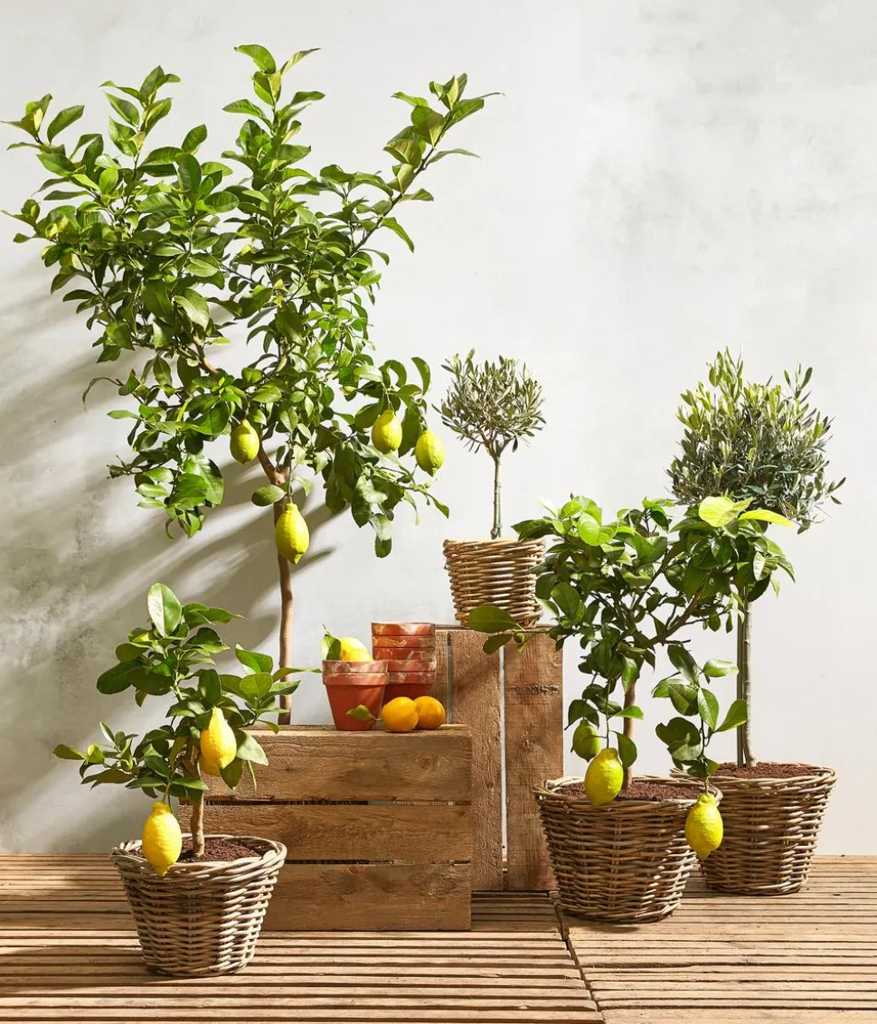 Olive, Ministamm