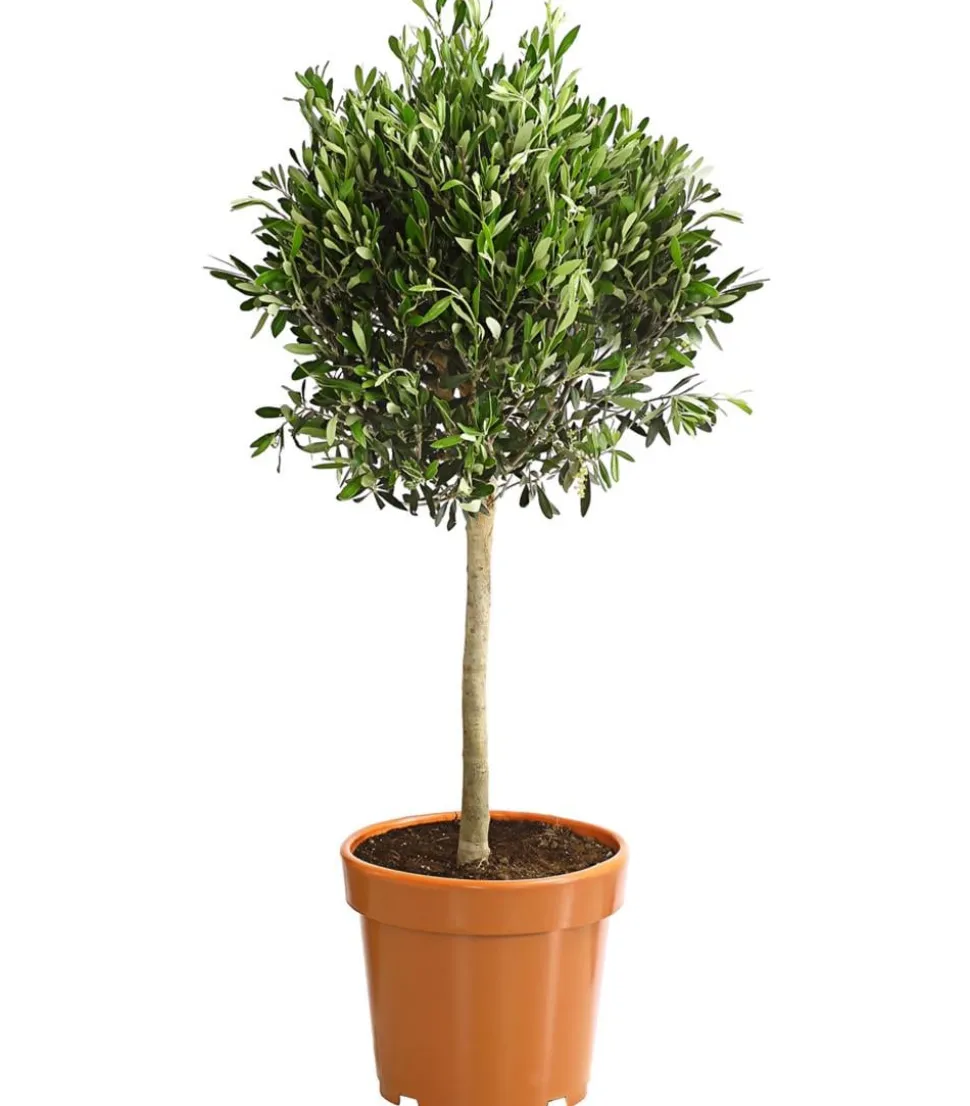 Olive, Ministamm