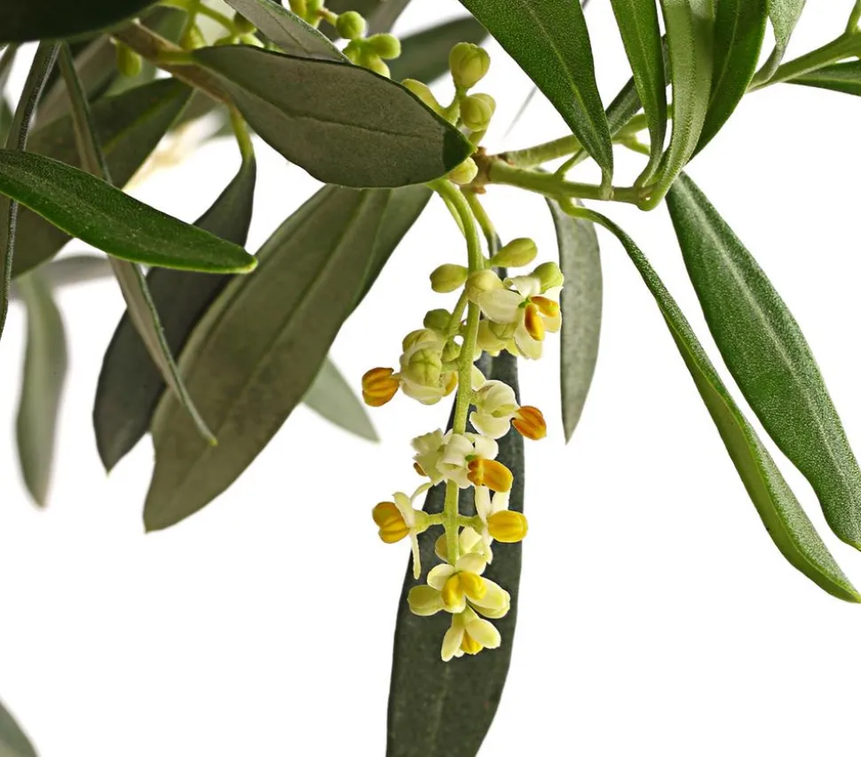 Olive, Ministamm