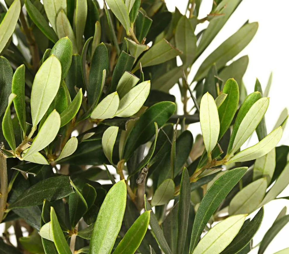 Olive, Stämmchen