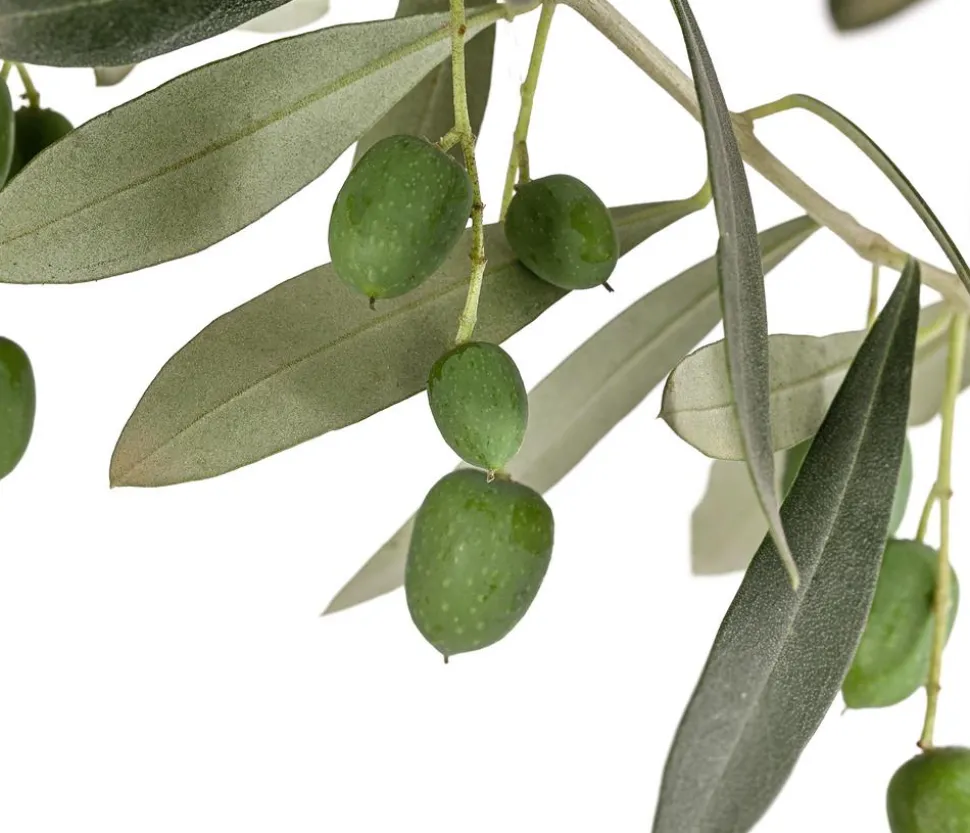 Olive, Stämmchen