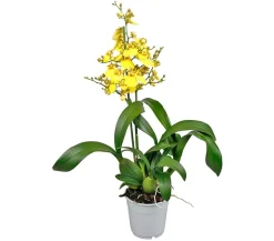 Oncidium Orchidee - Oncidium cultivars 'Sweet Sugar'