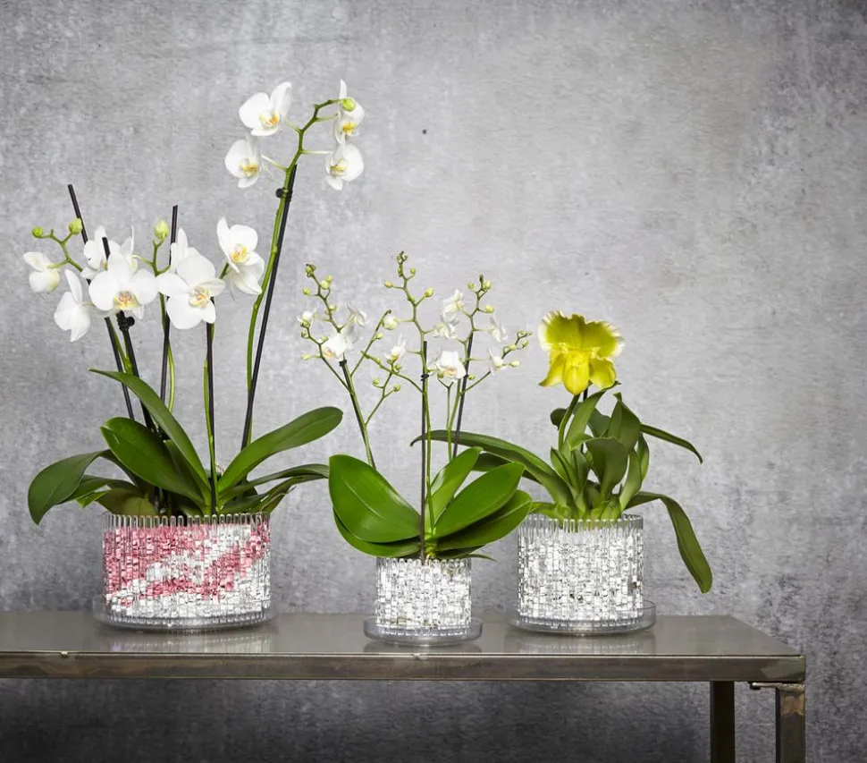 Orchitop® Orchideentopf M Set, rund, ca. Ø13 cm