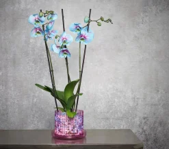 Orchitop® Orchideentopf M Set, rund, ca. Ø13 cm