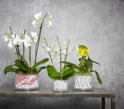 Orchitop® Orchideentopf S Set, rund, ca. Ø10 cm