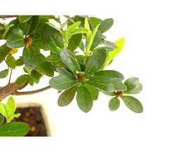 Outdoor-Bonsai Japanische Azalee - Azalee japonica