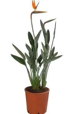 Paradiesvogelblume