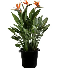 Paradiesvogelblume