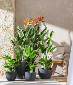 Paradiesvogelblume