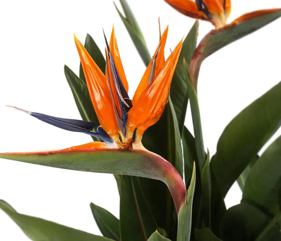 Paradiesvogelblume