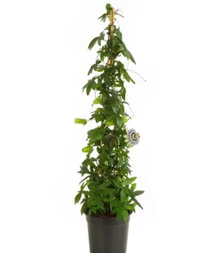 Passionsblume, Pyramide, verschiedene Sorten
