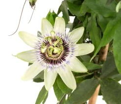 Passionsblume, Pyramide, verschiedene Sorten