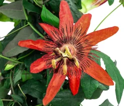 Passionsblume, Pyramide, verschiedene Sorten