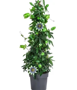 Passionsblume, Pyramide, verschiedene Sorten