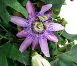 Passionsblume, Pyramide, verschiedene Sorten