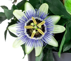 Passionsblume, Pyramide, verschiedene Sorten