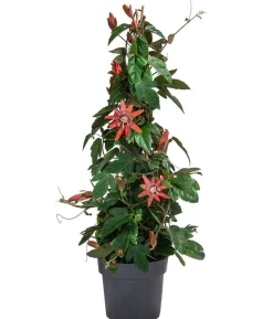 Passionsblume, Pyramide, verschiedene Sorten