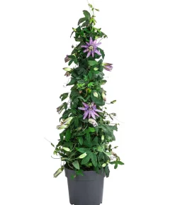 Passionsblume, Pyramide, verschiedene Sorten