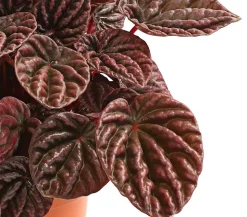 Peperomie - Peperomia caperata 'Red'