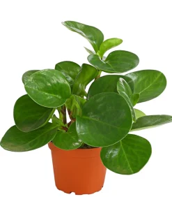 Peperomie - Peperomia obtusifolia
