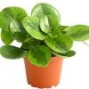 Peperomie - Peperomia obtusifolia 'Lime'
