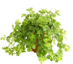 Peperomie - Peperomia rotundifolia
