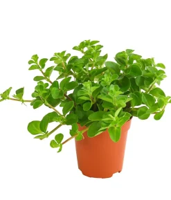Peperomie - Peperomia rotundifolia