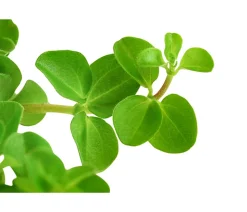 Peperomie - Peperomia rotundifolia