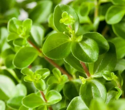 Peperomie - Peperomia rotundifolia