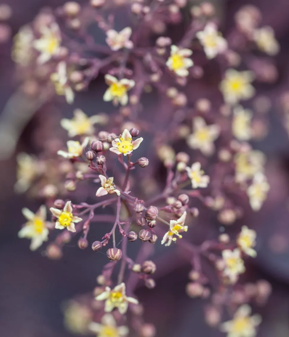 Perückenstrauch 'Royal Purple'