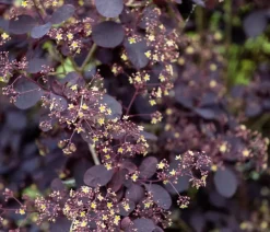 Perückenstrauch 'Royal Purple'