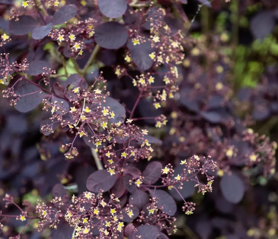 Perückenstrauch 'Royal Purple'